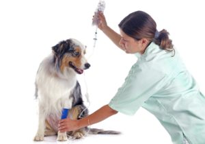 Canine Distemper Virus