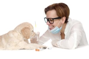 Canine Distemper Virus