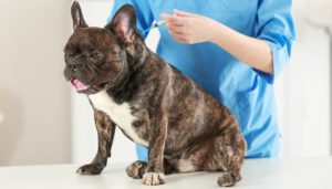 Canine Distemper Virus