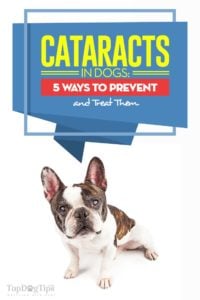 Cataracts in Dogs