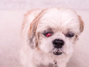 Cherry Eye in dogs