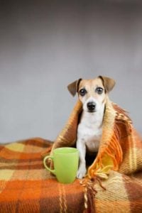 Clear Signs That Your Dog May Be Cold