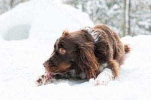 Cold dog licking his paws