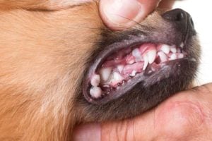 Cold sores in dogs