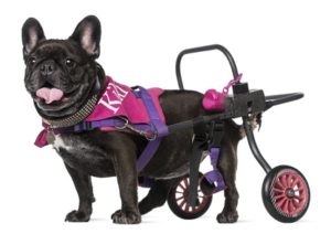 DIY dog wheelchair