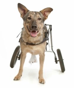 A dog in a wheelchair