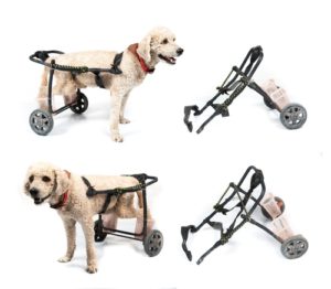 Two styles of dog wheelchairs