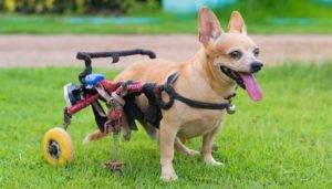 Fitting a dog into a DIY dog wheelchair