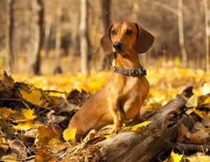 Dachshund hunting