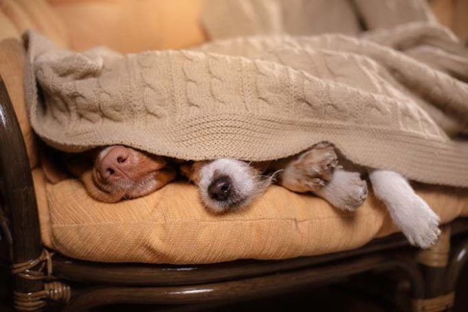 Do Dogs Sleep More In Winter