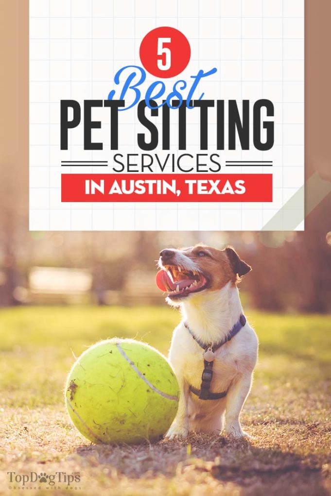 Best Dog Boarding in Austin