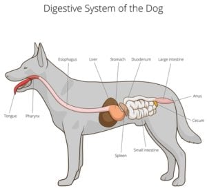 The Digestive System of a Dog