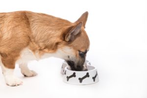 Dog Food for Dogs With Diarrhea