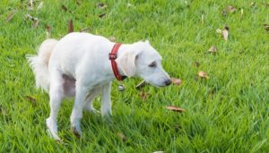 Dog Food for Dogs With Diarrhea