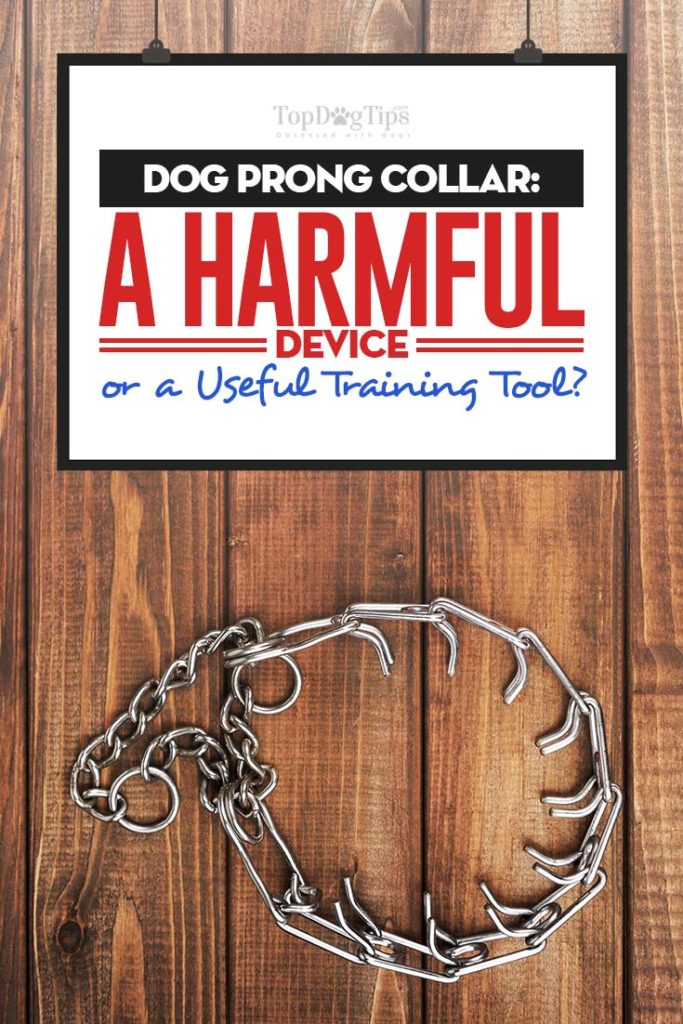 Dog Prong Collar - A Harmful Device or a Great Dog Training Tool