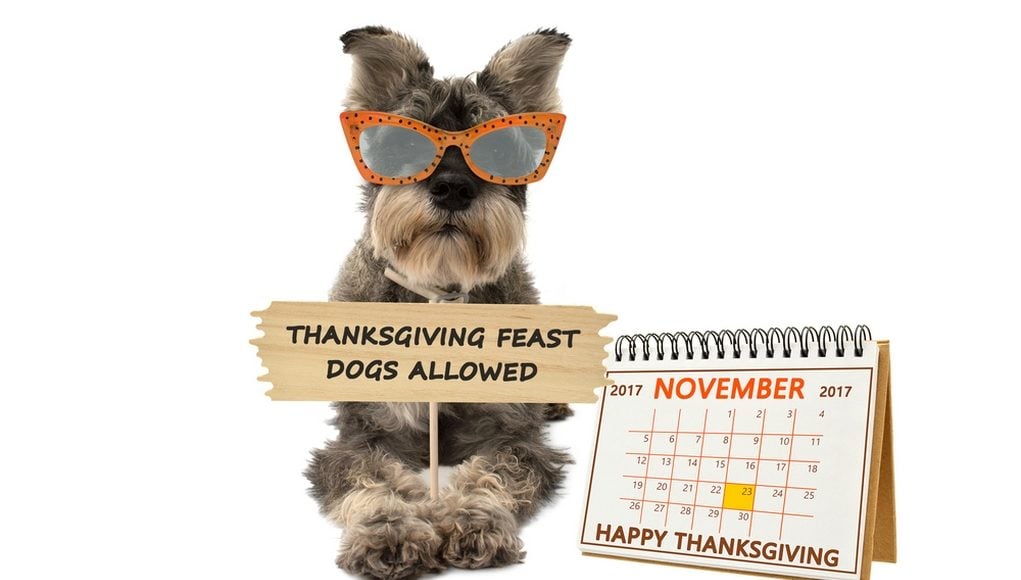 Dog Thanksgiving Safety Tips for Pet Owners