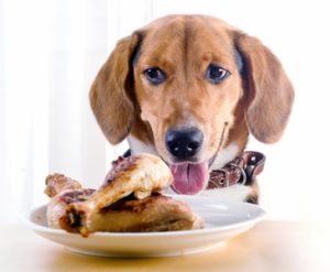 Dog Thanksgiving Safety Tips for Pet Owners