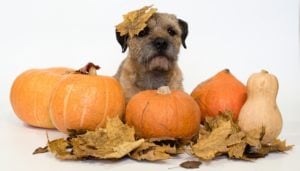 Dog Thanksgiving Safety Tips for Pet Owners