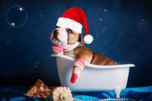 Dog bathing in winter