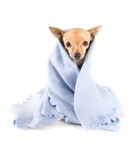 Dog blankets for winter