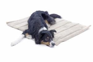 Dog lying on a pet blanket