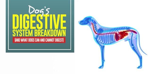 Dog's Digestive System Breakdown