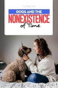 Dogs and the Nonexistence of Time