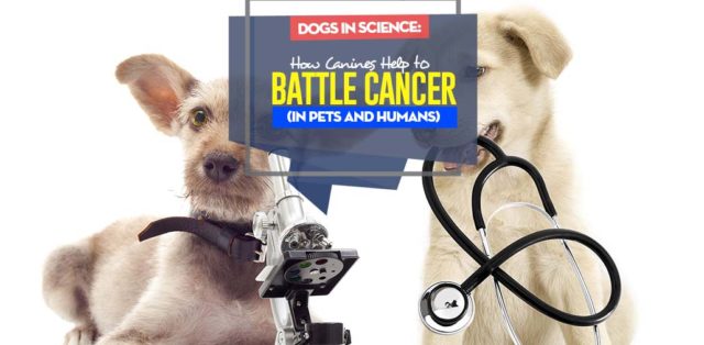 Dogs in Scientific Research - How Dogs Help to Battle Cancer (in pets and humans)