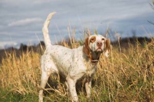 English Setter hunting