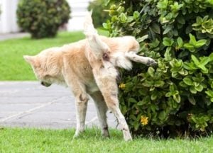 Frequent Urination In Dogs