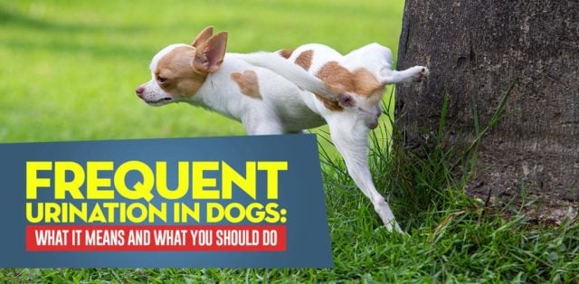 Frequent Urination in Dogs