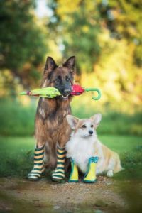 Get Your Dog Some Waterproof Boots