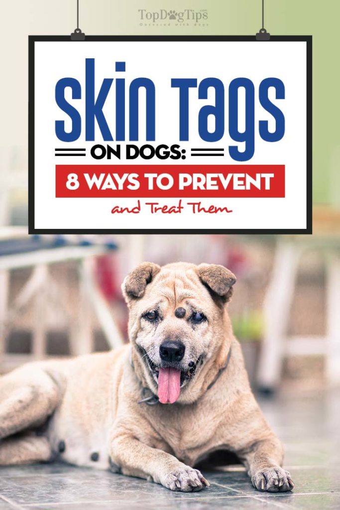 Guide on Skin Tags on Dogs