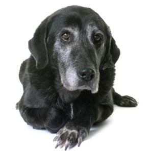 How To Keep Senior Dogs Healthy