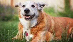 How To Keep Senior Dogs Healthy