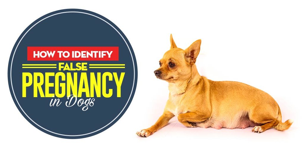 How to Identify False Pregnancy in Dogs