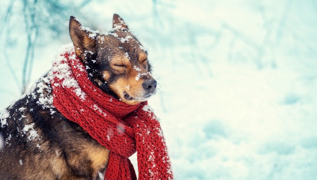 How to Keep Dogs Warm in the Winter