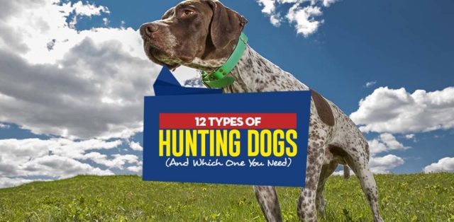 Hunting Dog Types