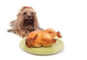 Is turkey bad for dogs to eat