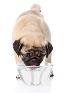 Keep Your Dog Hydrated