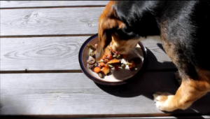 Leftovers Trail Mix for Dogs