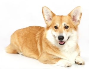 Corgipoo 