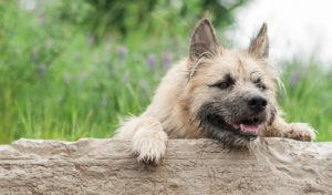 Mixed Breed Dogs