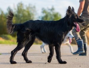 Australian German Shepherd