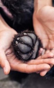 Moisturize Your Dog’s Paws