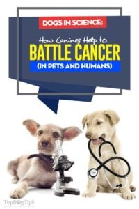 Our Dogs in Science - How Dogs Help to Battle Cancer