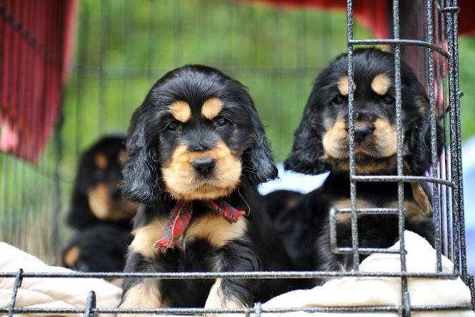 Petland Puppies May Be Spreading Diseases to Humans