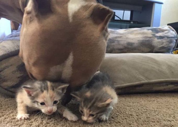 Pit Bull Who Adores Kittens Gets His Own Litter to Care For