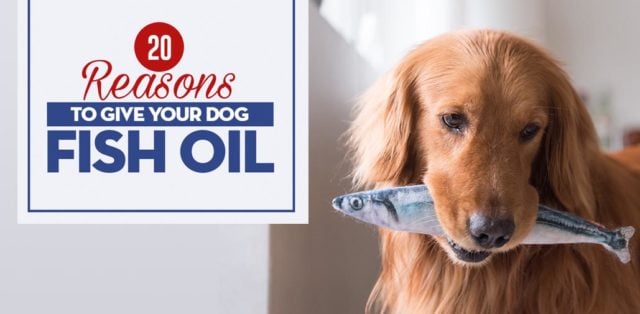 Reasons to Give Your Dog Fish Oil featured image