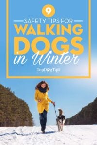 Safety Tips for Walking Dogs In Winter